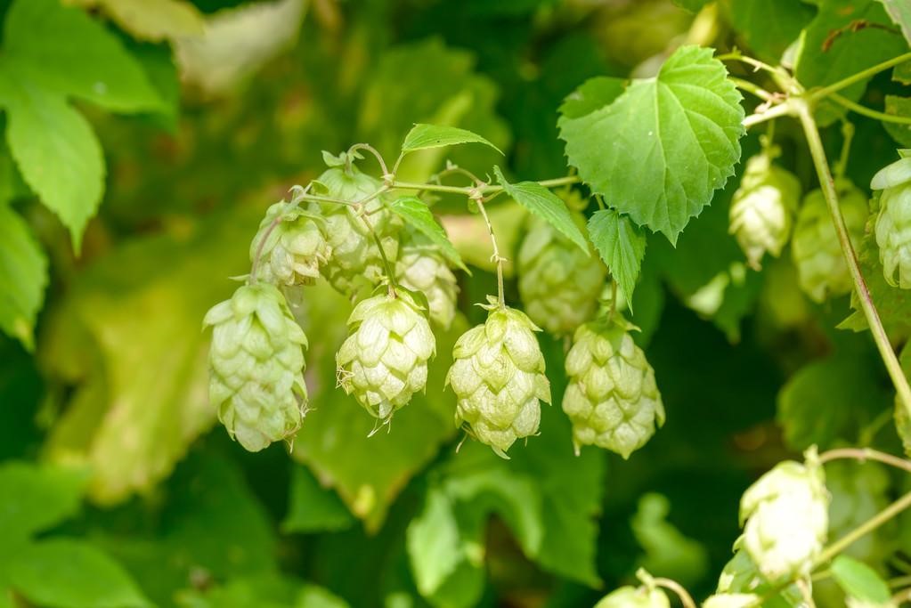 hops452408.jpg hops.jpg
