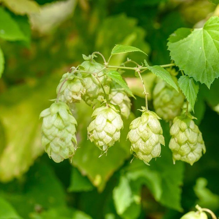 hops-hop-beer brewing-hop.jpg